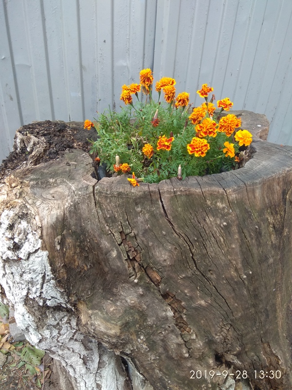 "Календула на пне"