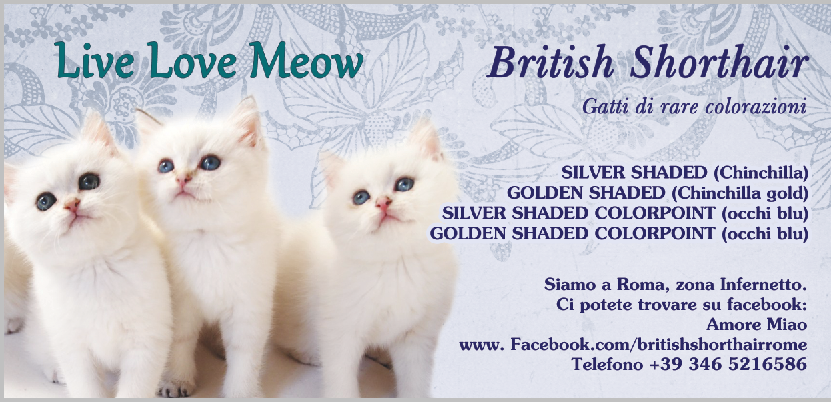 Котята британской породы