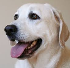 Познавательная статья