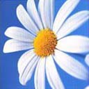 прикрепленный файл