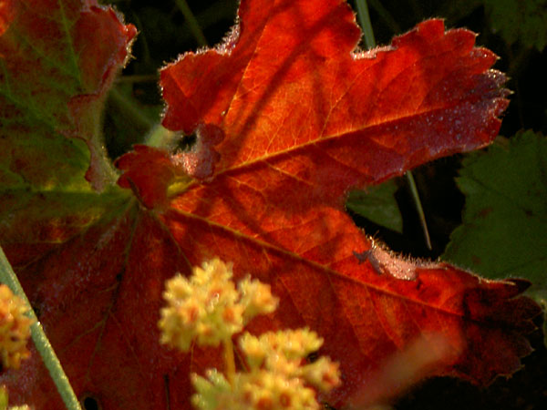 Красный рассвет