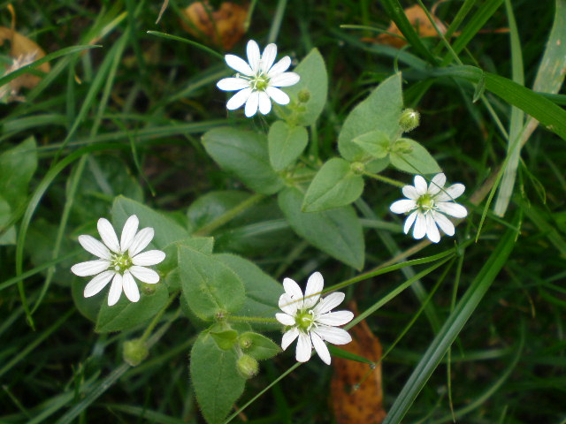 мини ромашки