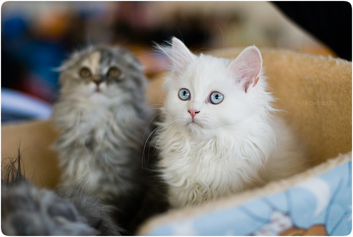 Экспокот 2008