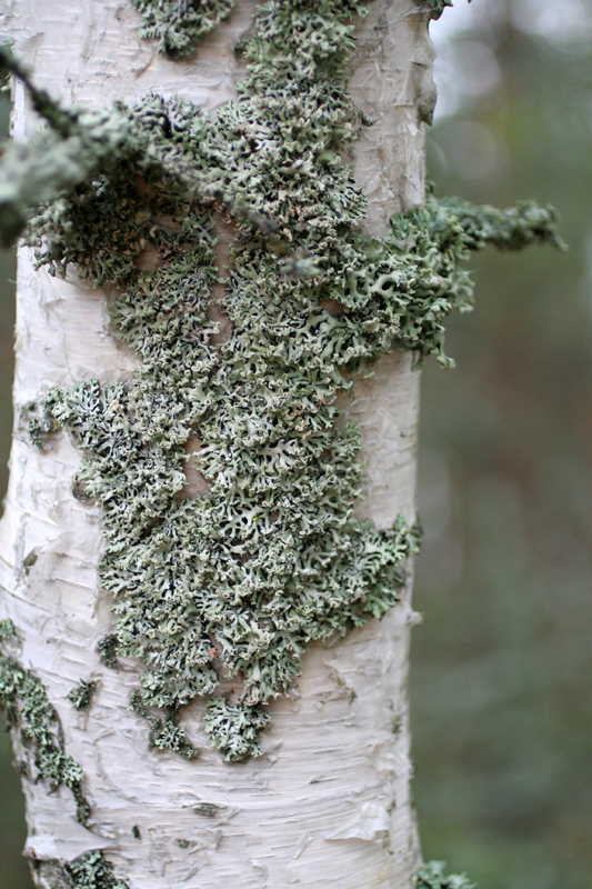 Берёзовое руно