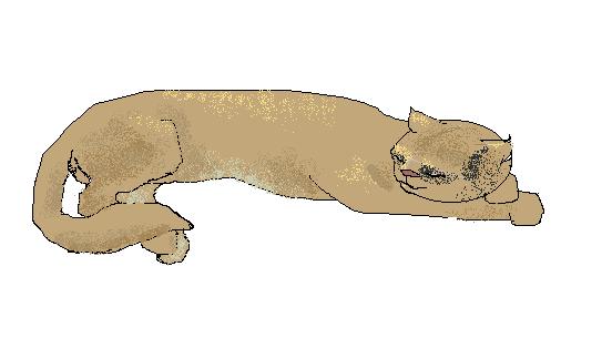 комп-графика кошка