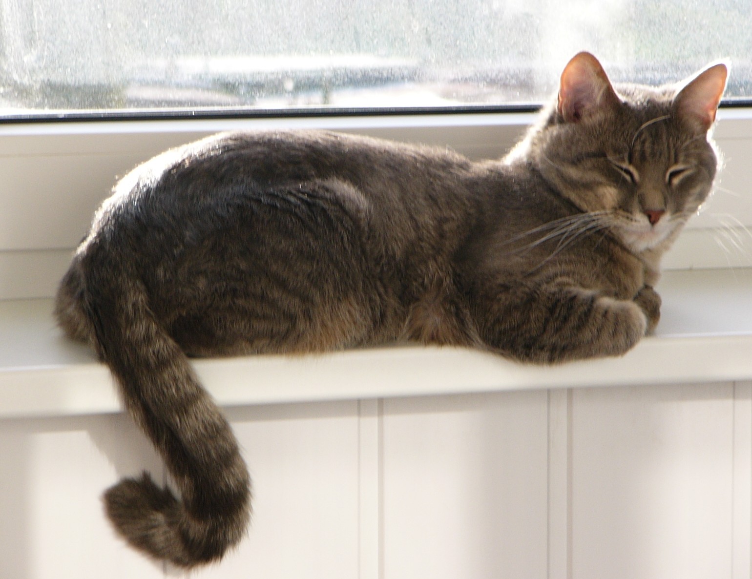 глава моей домашней кошачьей семьи