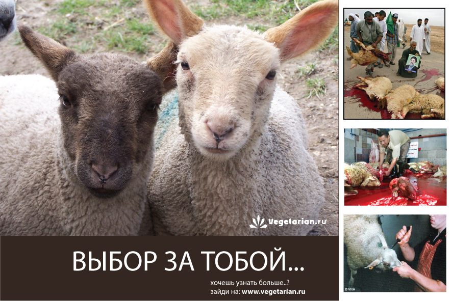 Открытки - Vegetarian.Ru