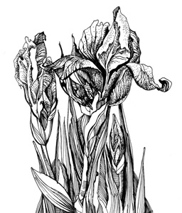 Иллюстрации к книгам "Красный квадрат" и "Арабески&quot