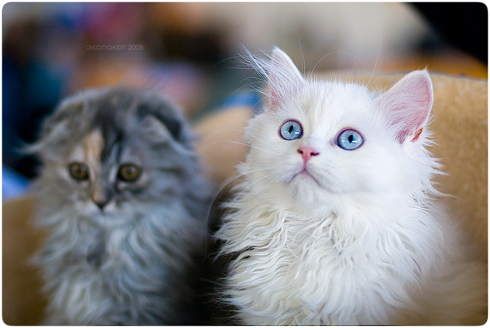 экспокот 2008