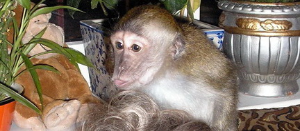 прикрепленный файл