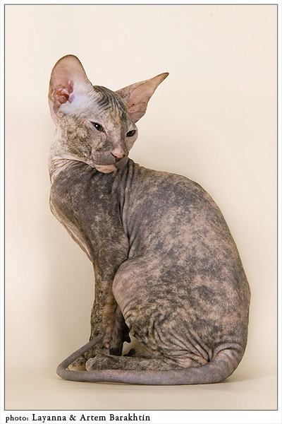 Пеетерболд