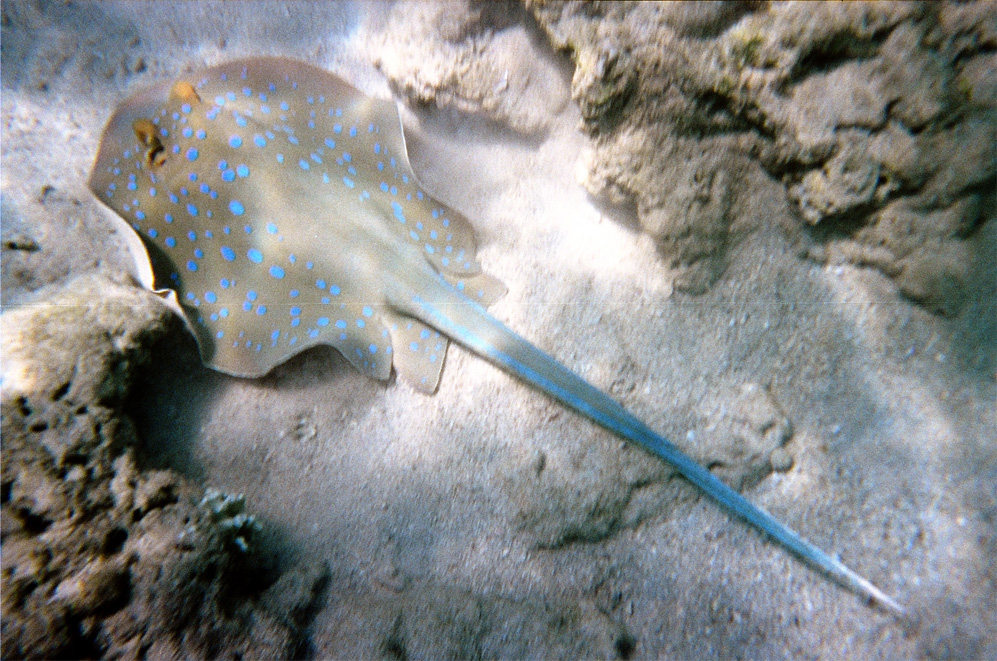 подводные фотографии