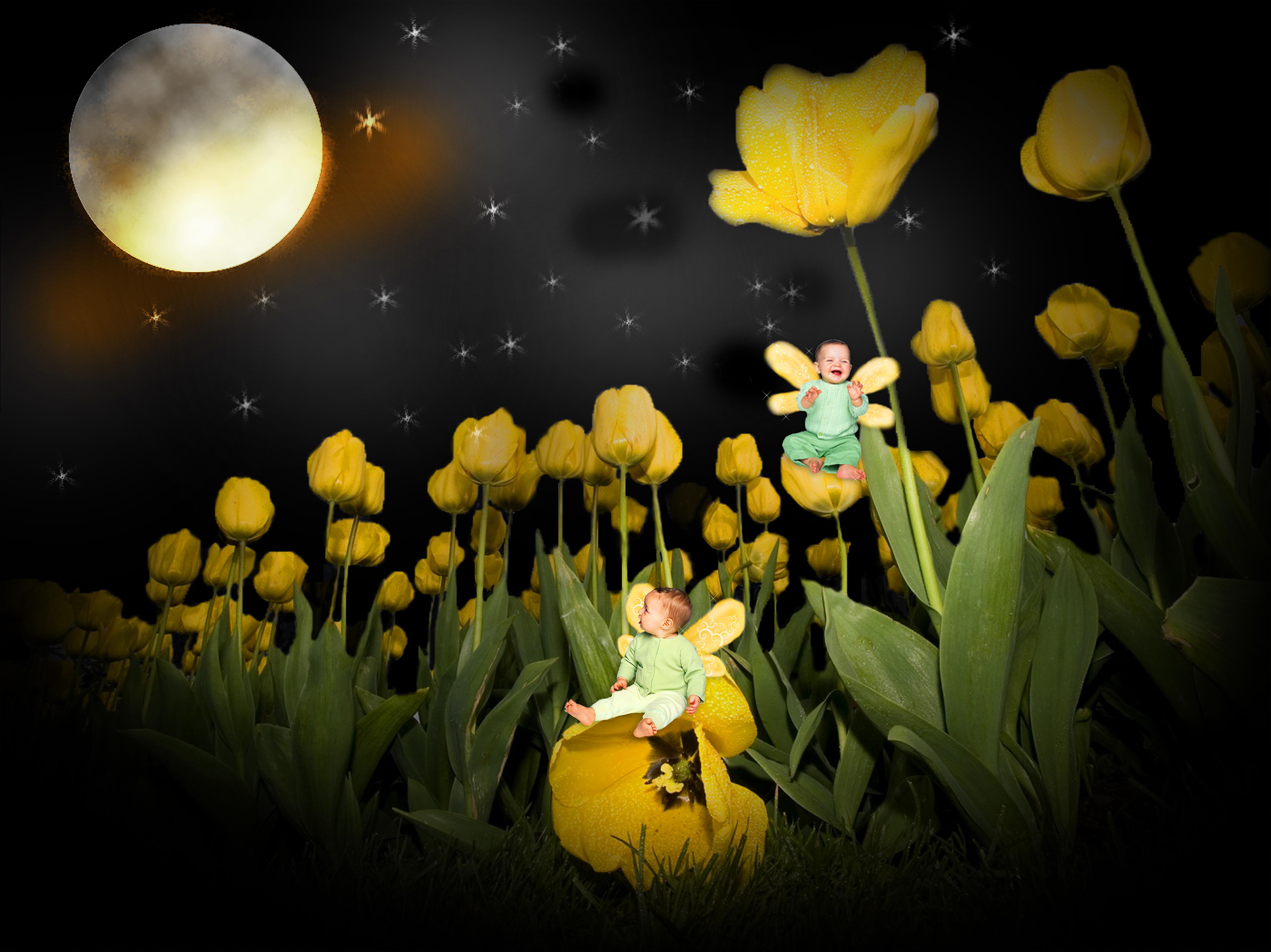 тюльпановые