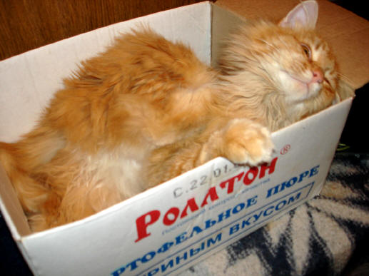 "Кому Ролтон? Я за него"