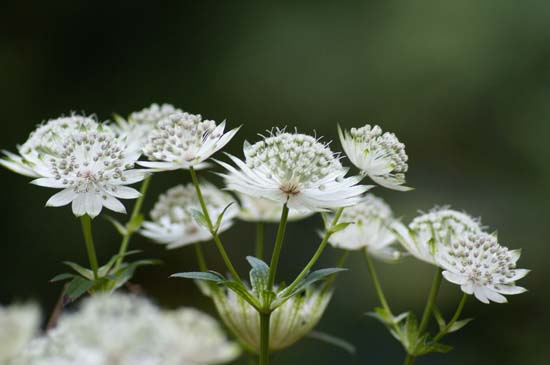 белые цветы