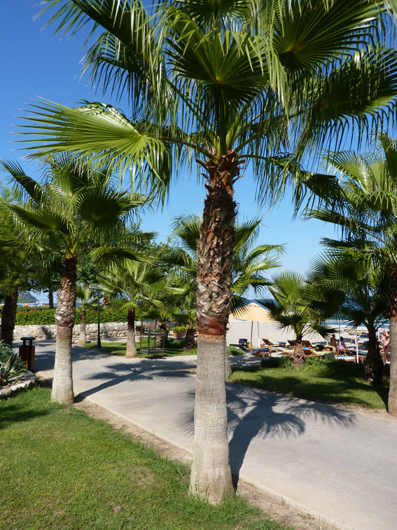 Ландшафтный дизайн