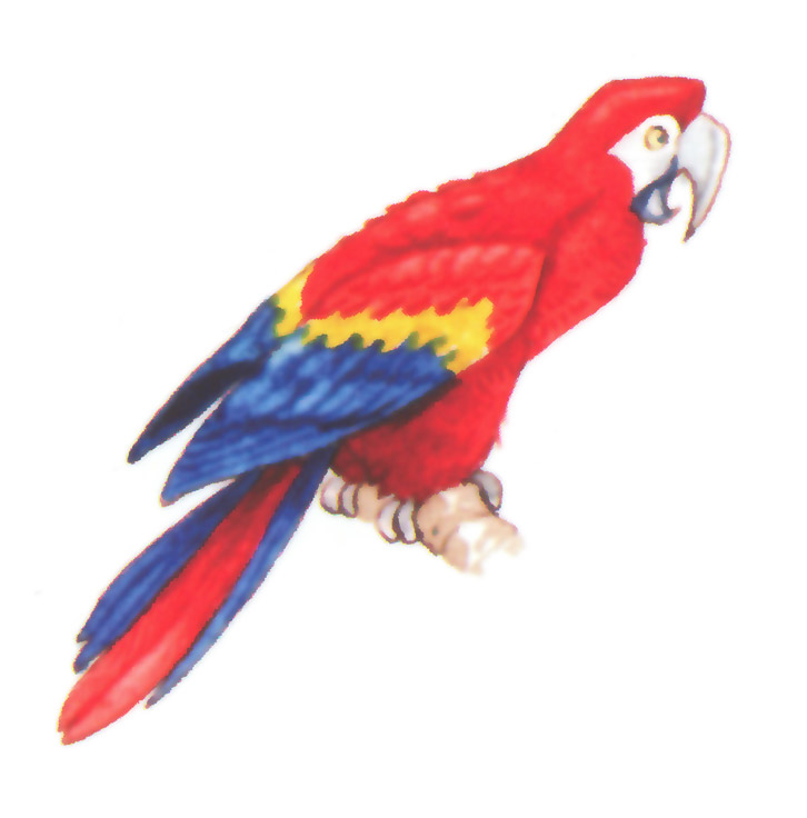 акварель "попугай"