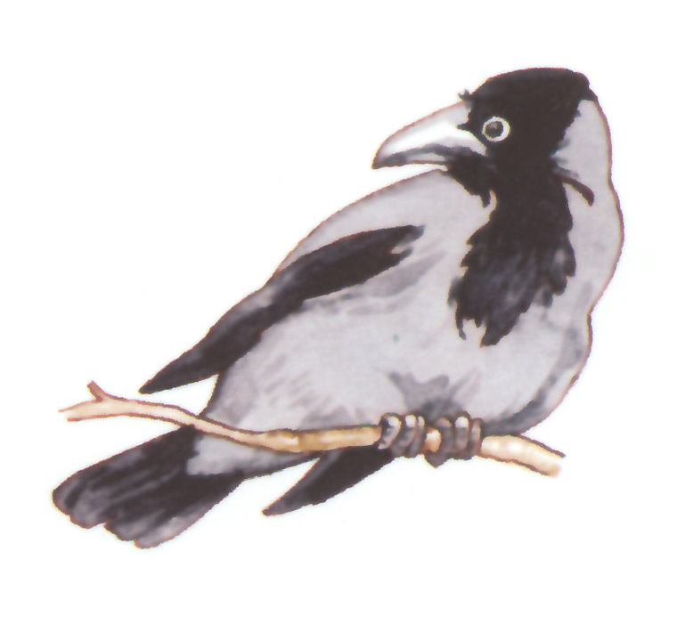 акварель "ворона"