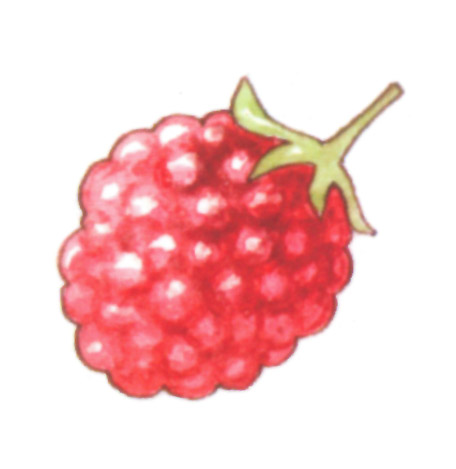 акварель "малина"