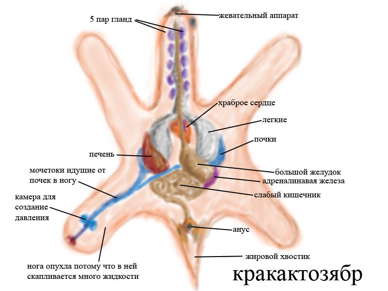 Кракактозябр1