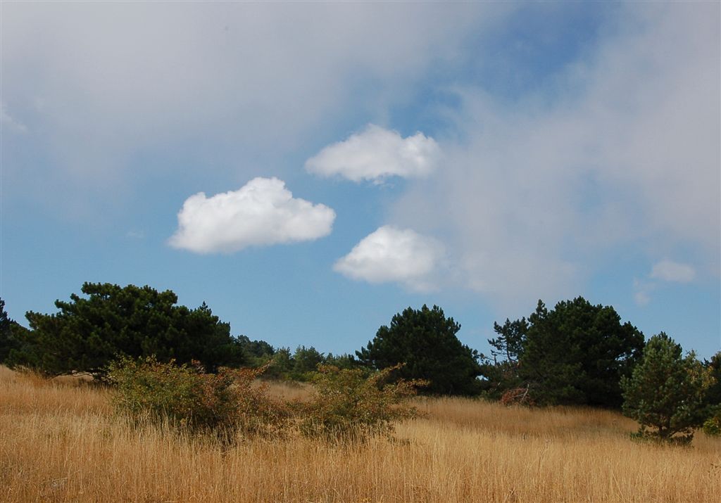 Легкомысленная композиция :)