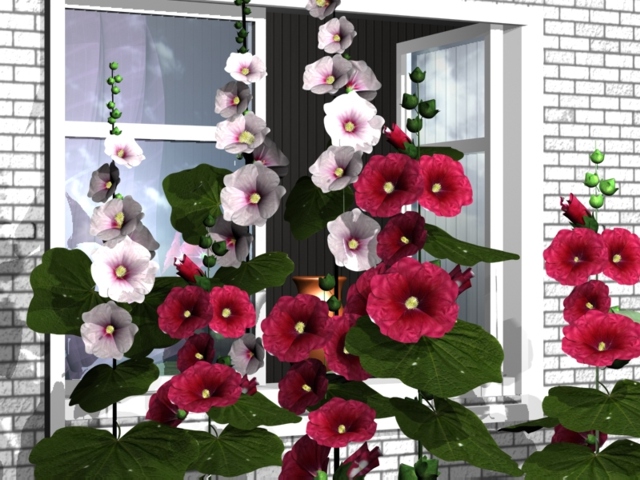 мальва у окна