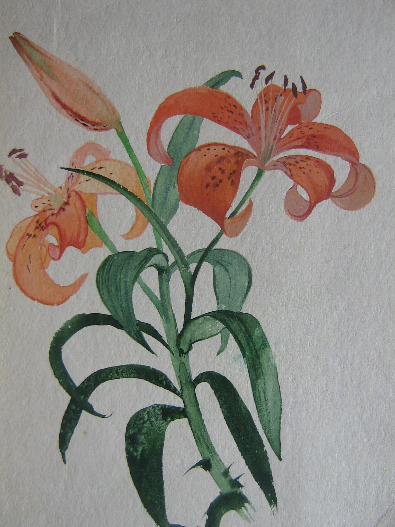 Тигровая лилия.