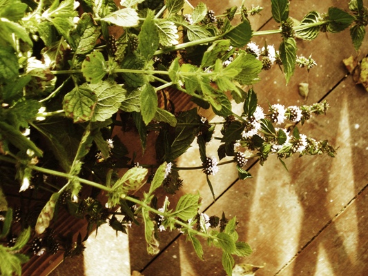 Мятная песня 2