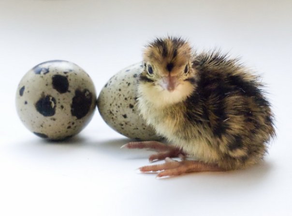 перепеленыш