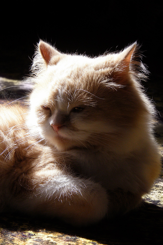 Жанровый портрет