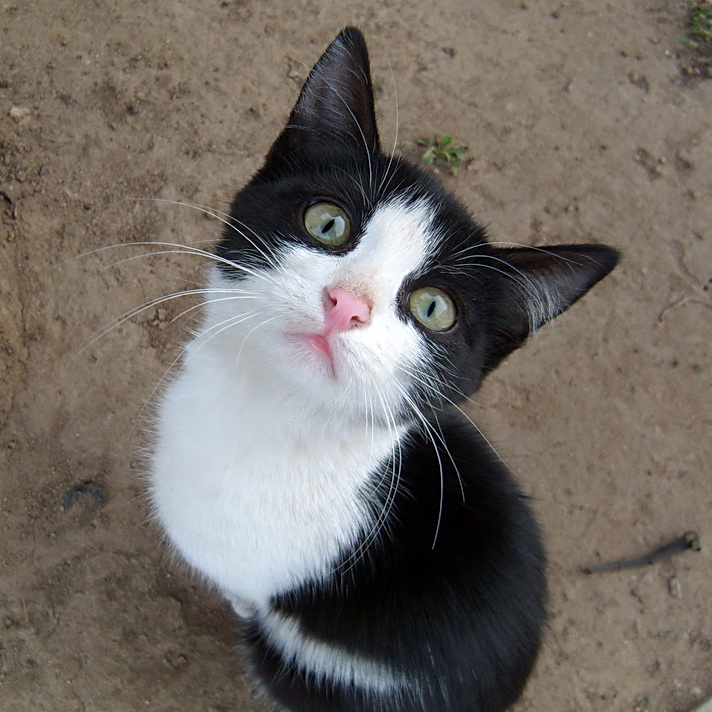 "Рожденный в ДИВЕЕВО"