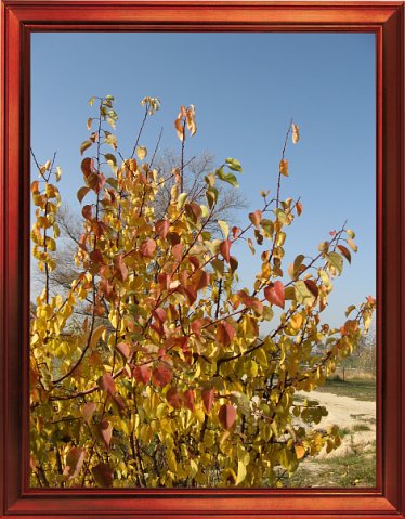 Осеннее дерево