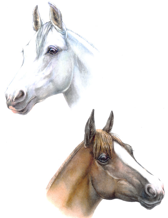акварель "Головы лошадей"