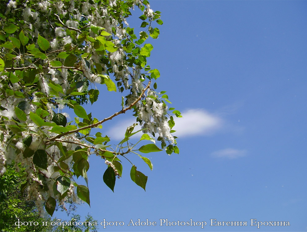 Летний снег