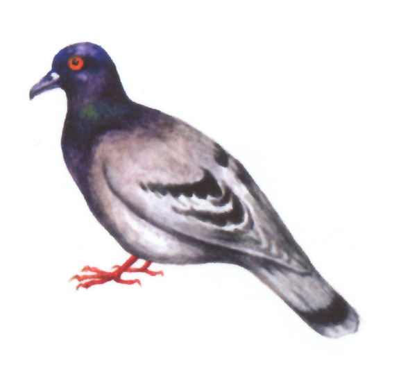 акварель "голубь"