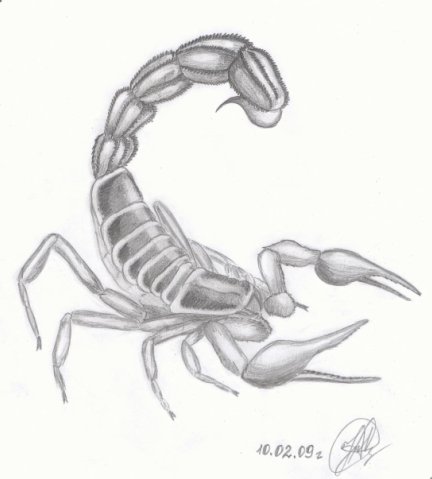 Рисунок (Скорпион)