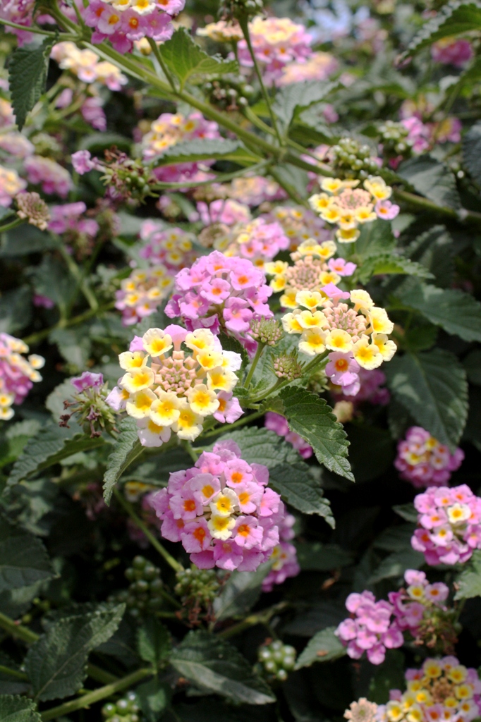 Цветы. Фото продается.