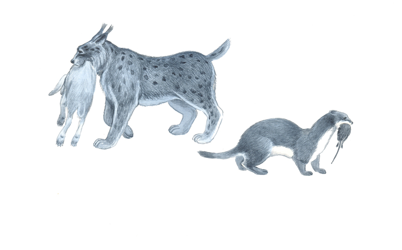 Рысь и ласка