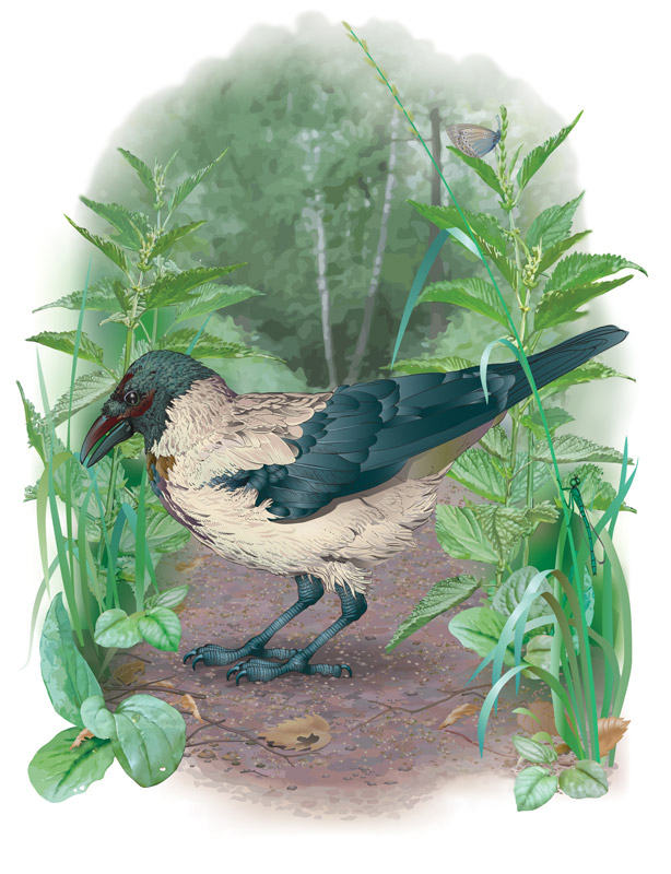 Иллюстрация для атласа "Птицы России"