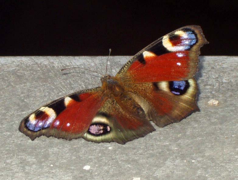 Бабочка павлиний глаз