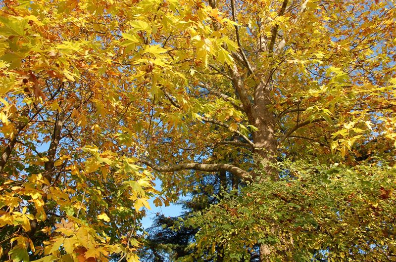 Очей очарованье...