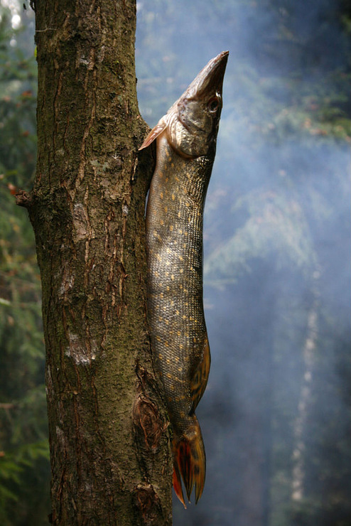 Иной взгляд на еду 1