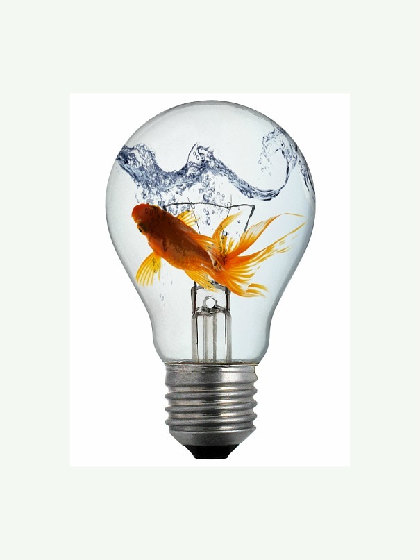 рыбка в лампочке