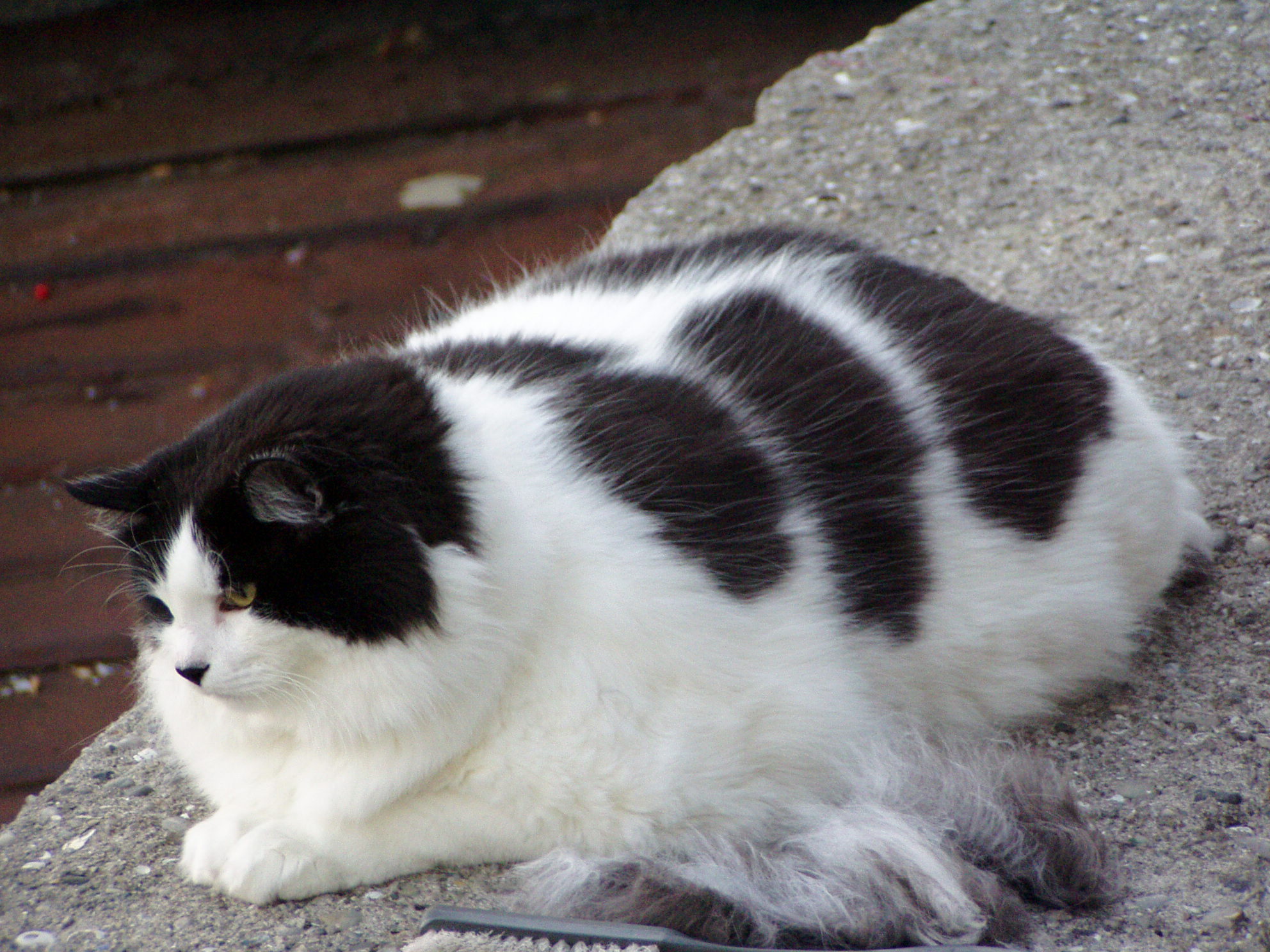 Кот - рекордсмен ^_*)=, Морфей