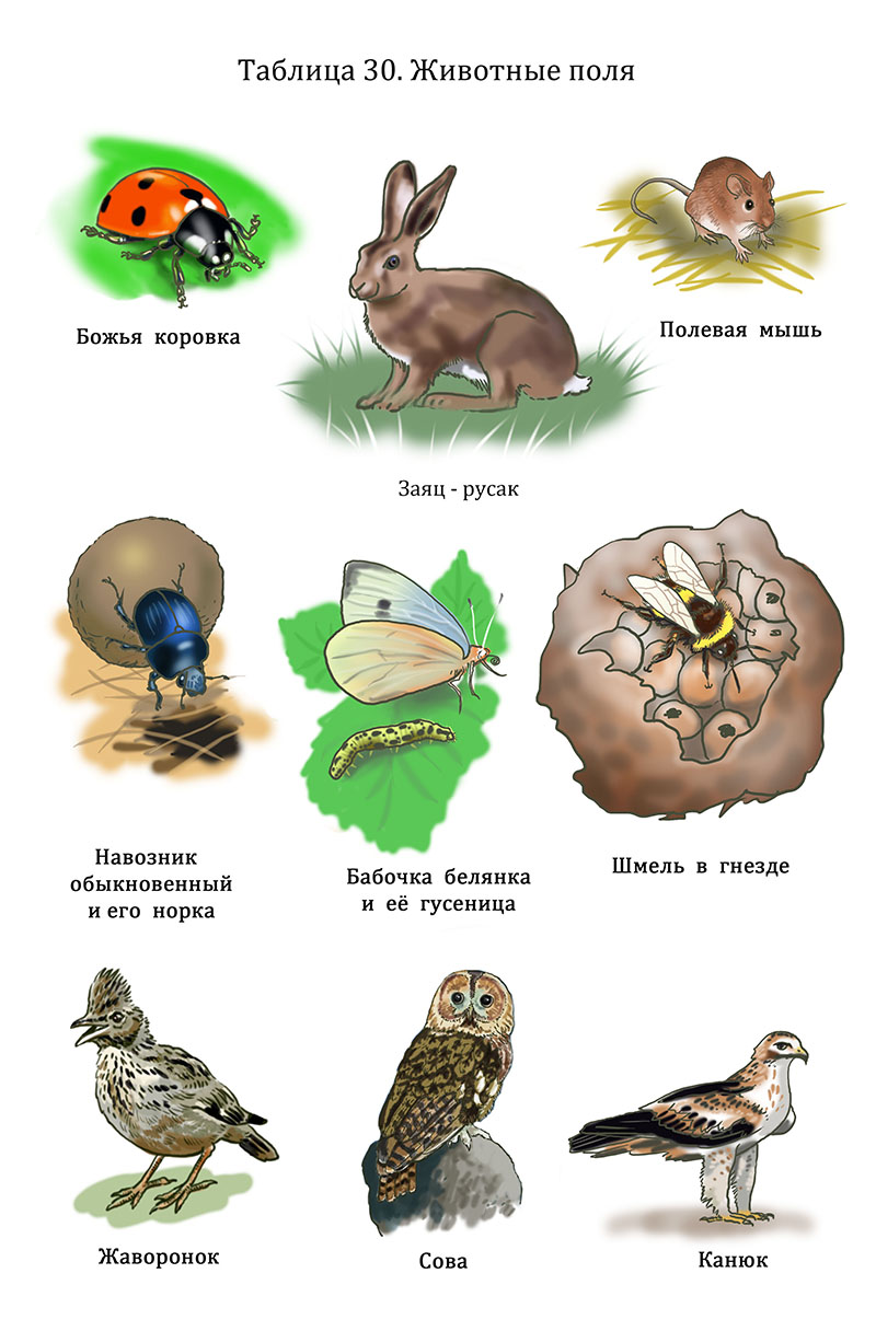 Иллюстрация №30