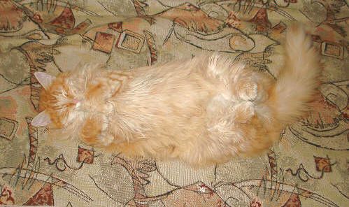 "Сдаюсь! Лежачего не бьют"