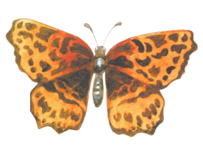 акварель "мотылек"