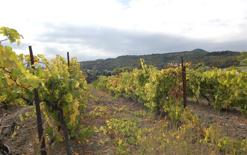 Осень. Виноградники