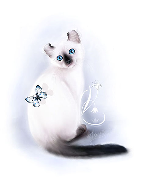 Котенок породы Американский Кёрл