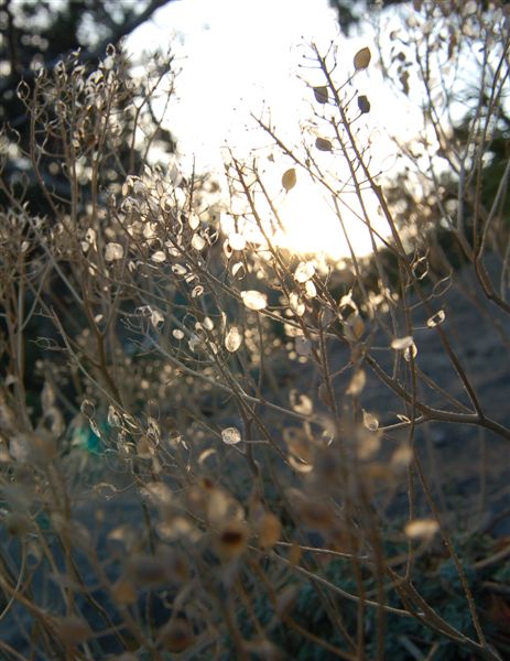 Краски зимы